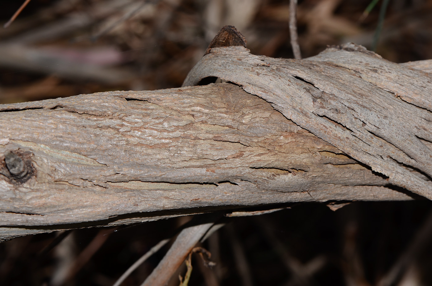 Image of Eucalyptus leucoxylon specimen.