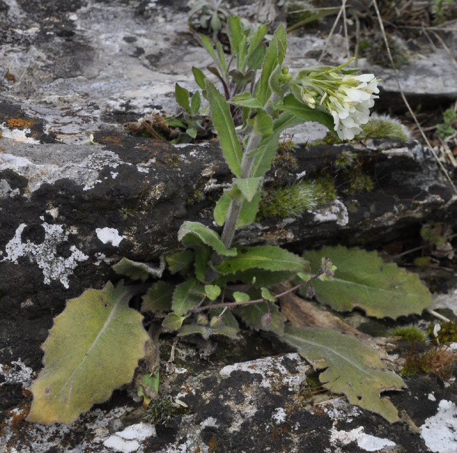 Image of Arabis turrita specimen.