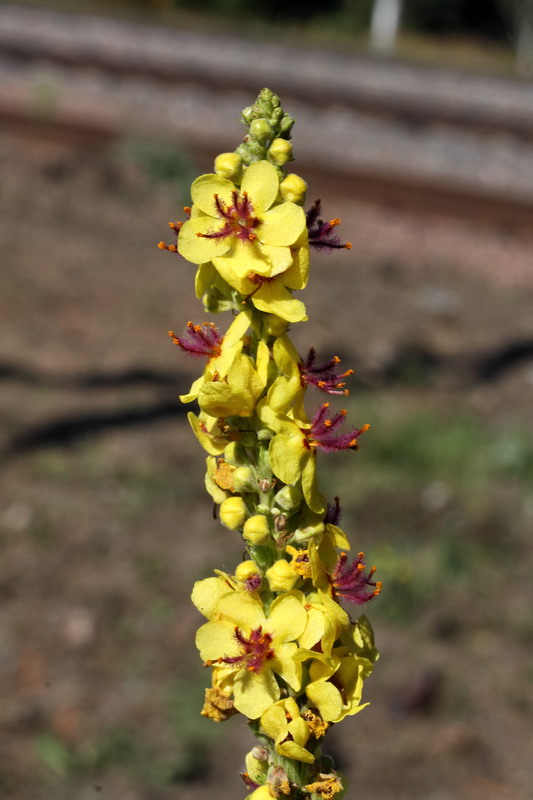 Image of Verbascum nigrum specimen.