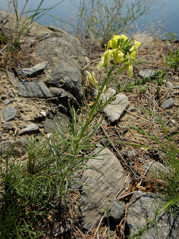 Image of Erysimum flavum specimen.