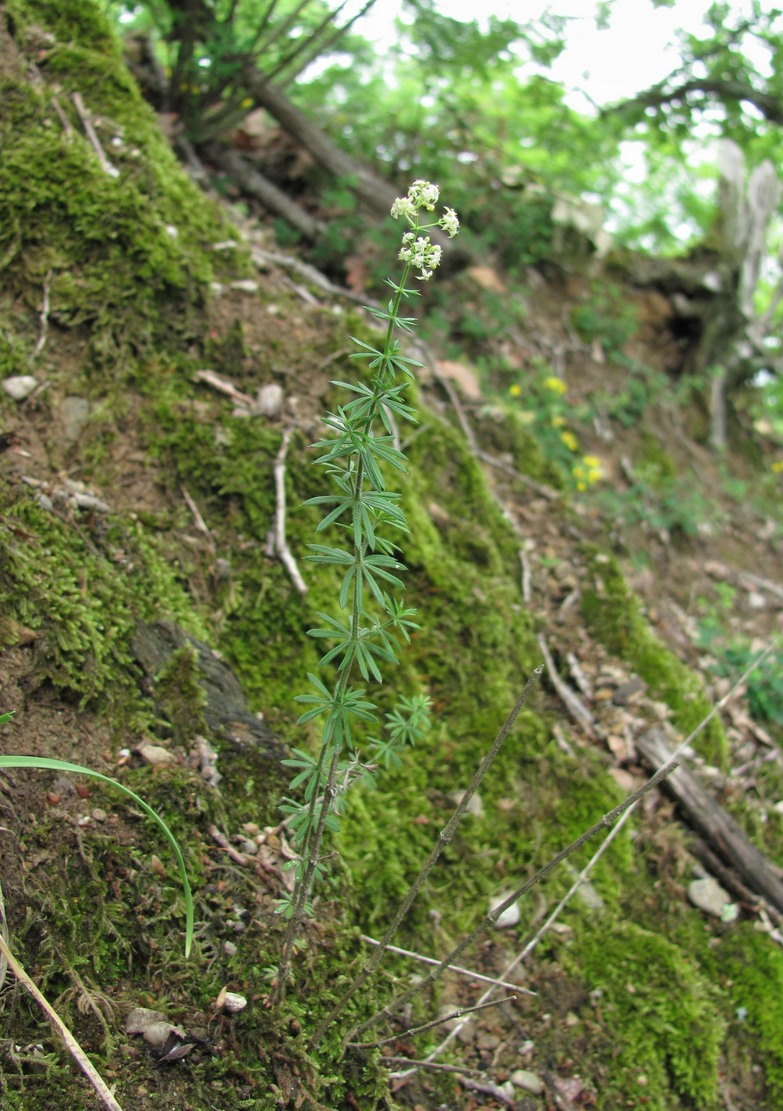 Изображение особи Galium mollugo.