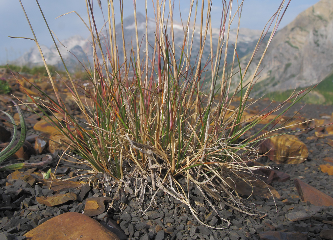 Image of Bromopsis variegata specimen.