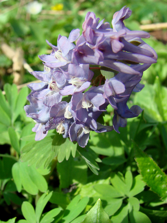 Image of Corydalis solida specimen.