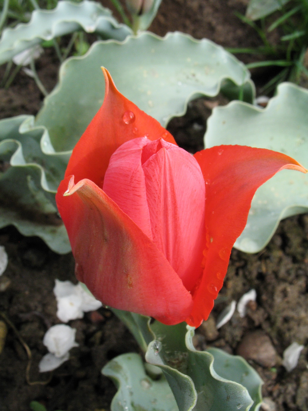 Image of Tulipa alberti specimen.