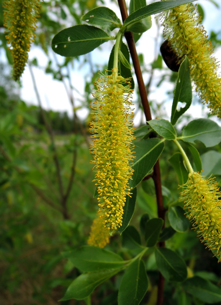 Image of Salix pentandra specimen.