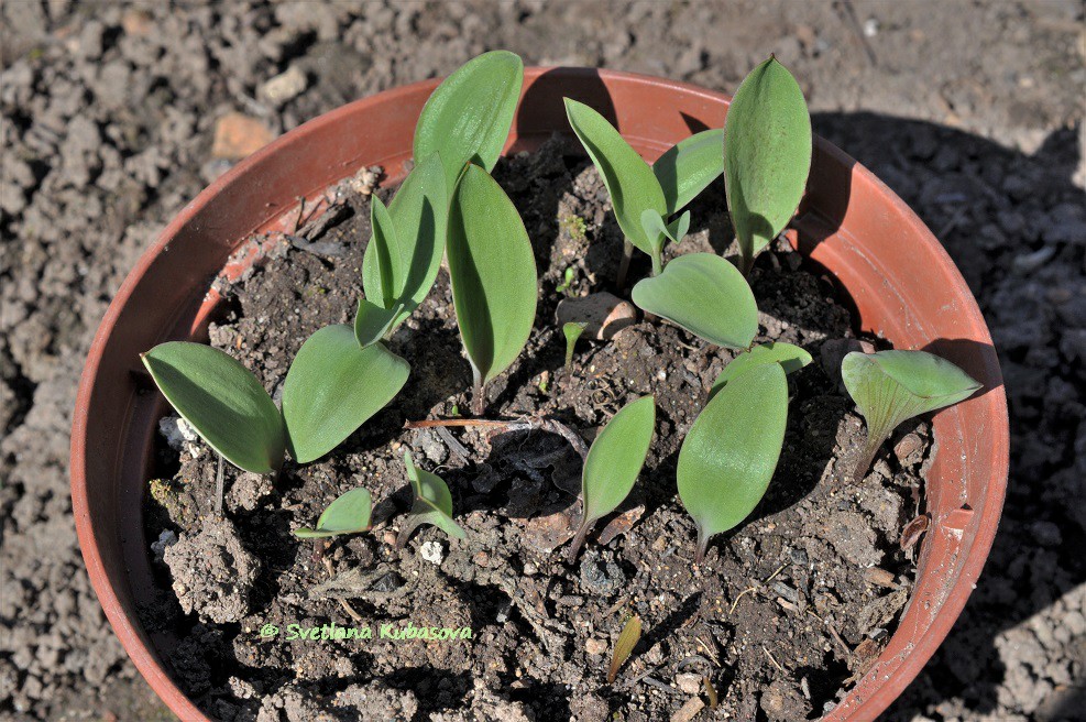 Image of Fritillaria pallidiflora specimen.