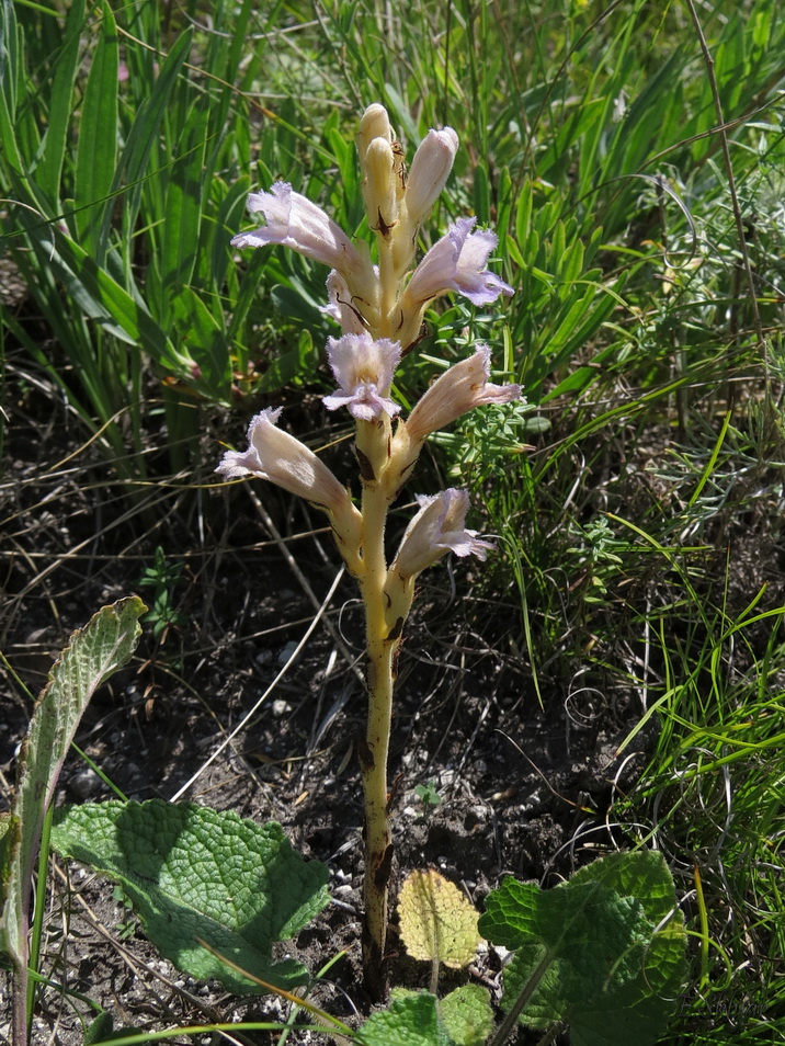 Image of Phelipanche arenaria specimen.