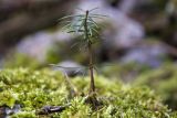 Abies cephalonica