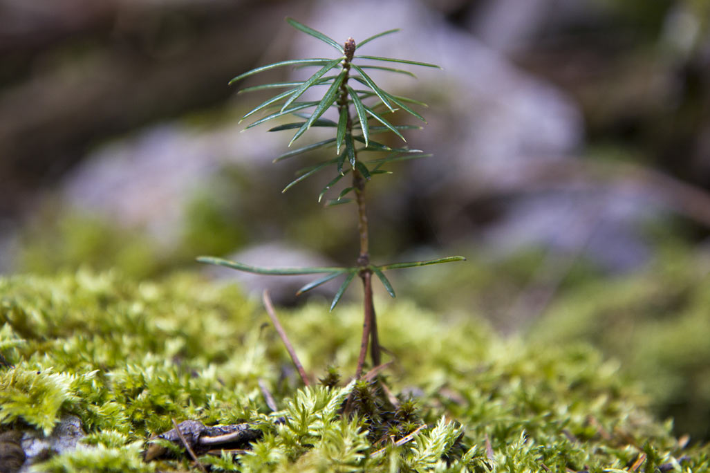 Изображение особи Abies cephalonica.