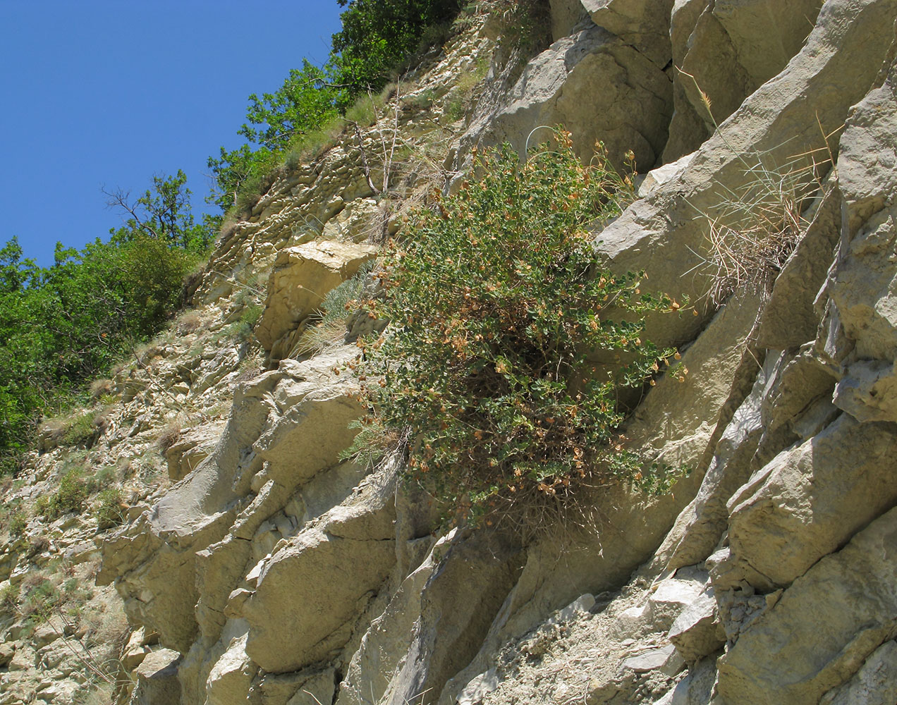 Image of Melilotoides cretacea specimen.