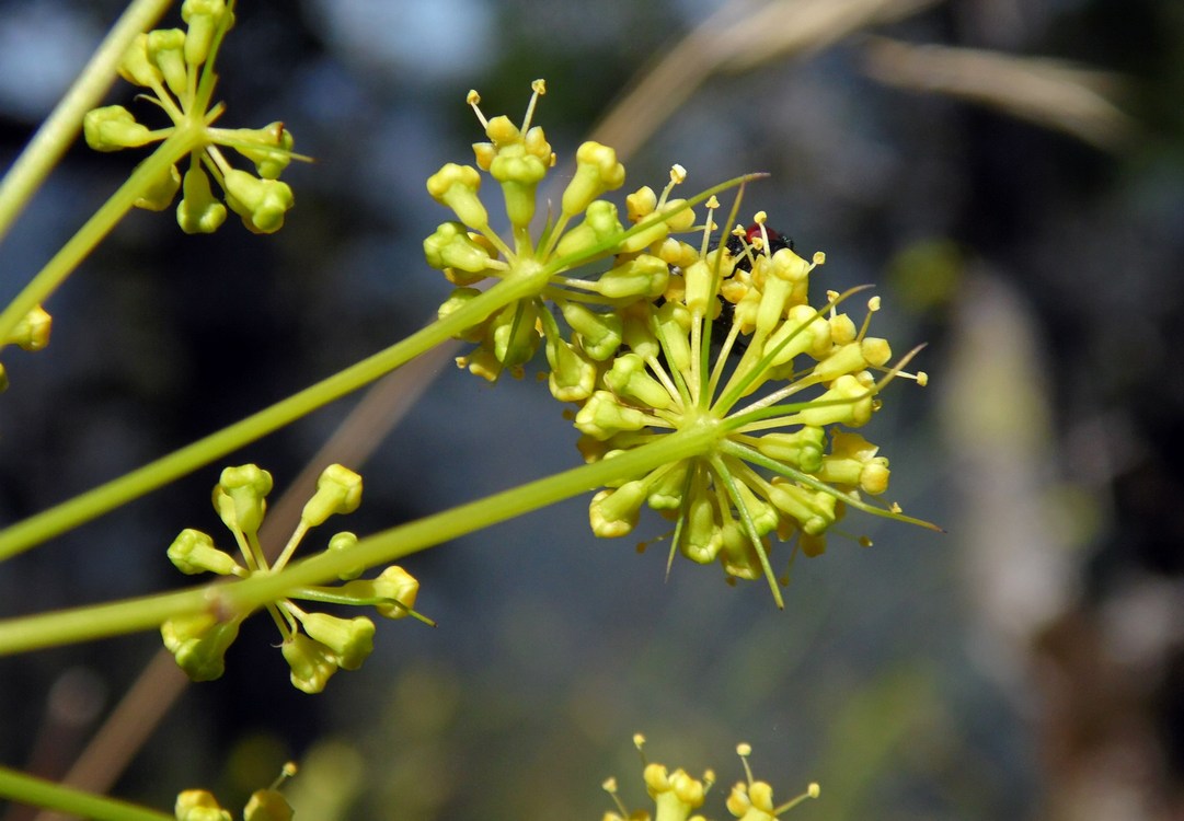 Изображение особи род Peucedanum.