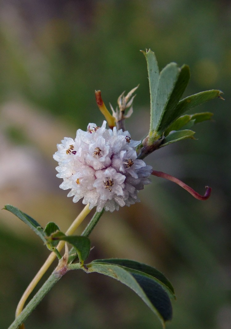 Изображение особи Cuscuta planiflora.