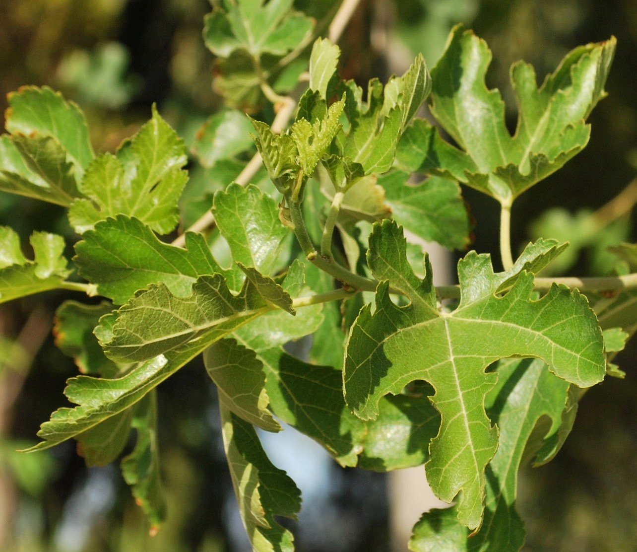 Image of Morus alba specimen.