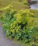 Archangelica officinalis