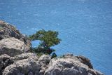 Juniperus excelsa. Взрослое дерево на скале. Южный берег Крыма, ГБЗ \"Новый свет\", окр. пика Космоса. 24 июня 2016 г.