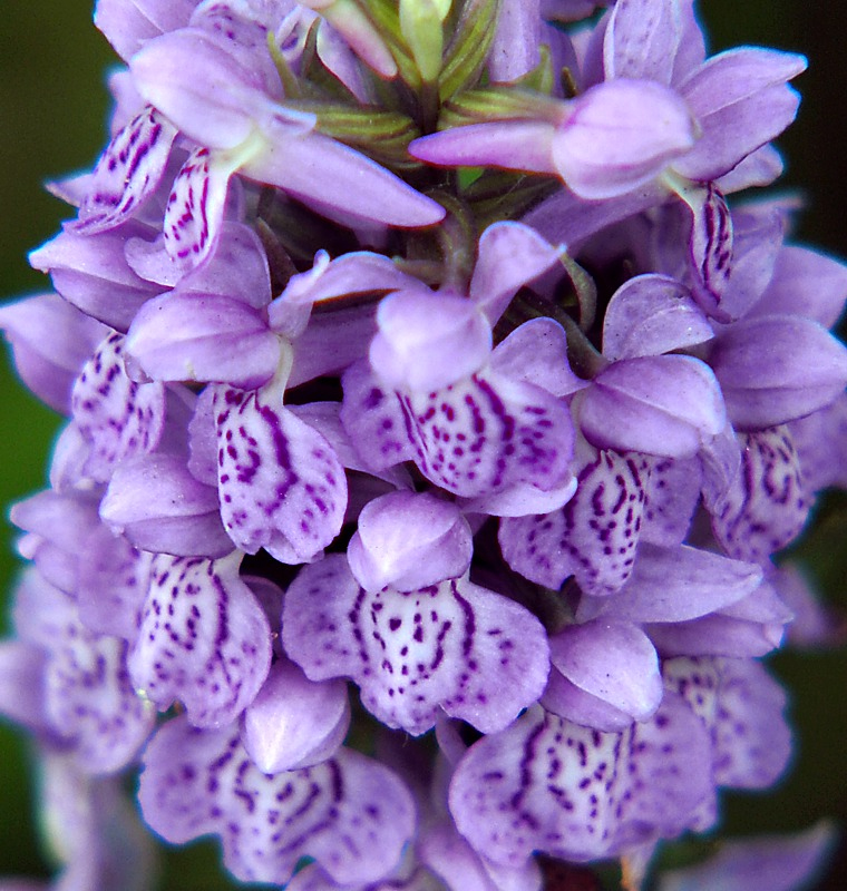 Image of Dactylorhiza baltica specimen.