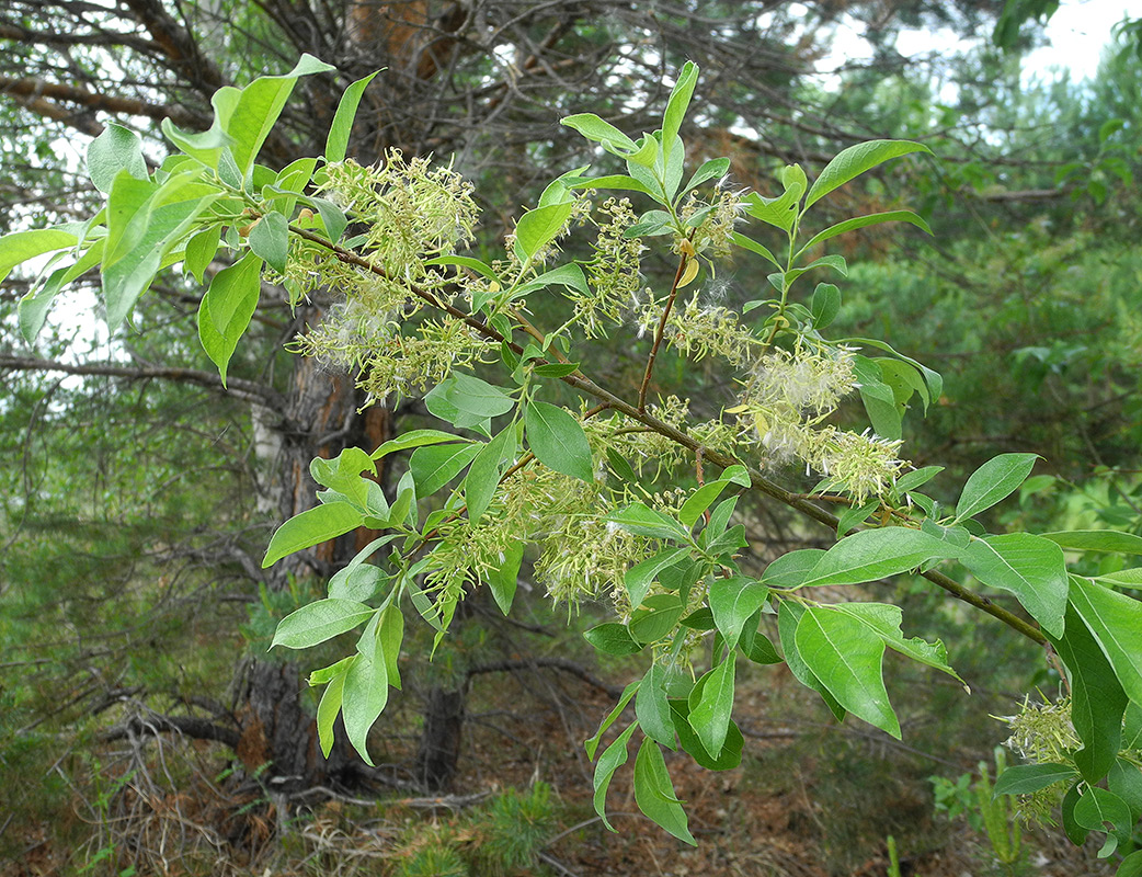 Image of Salix bebbiana specimen.