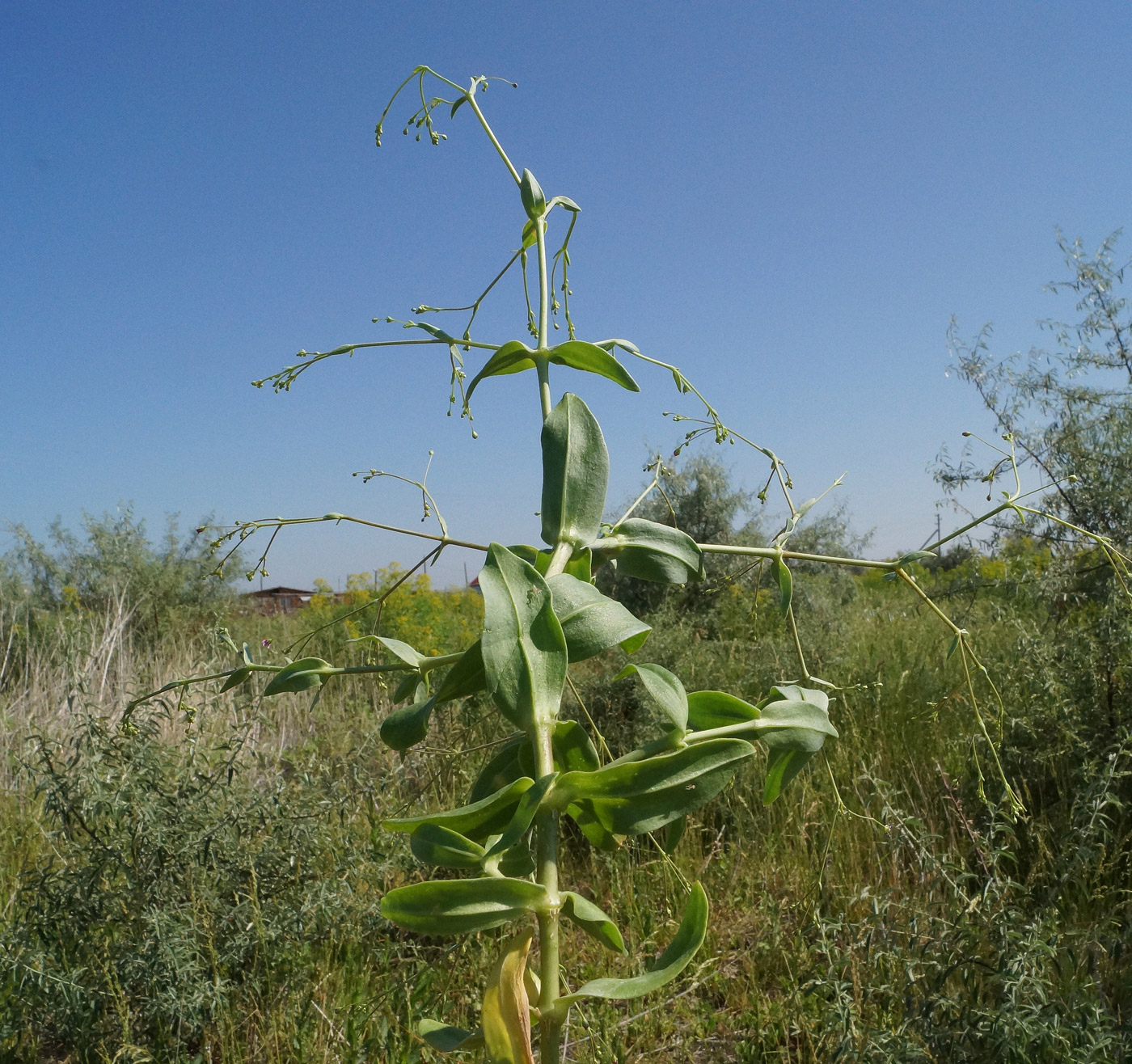 Image of Gypsophila perfoliata specimen.