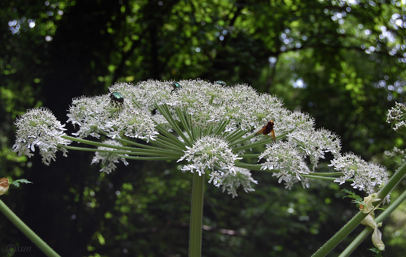 Image of Heracleum mantegazzianum specimen.