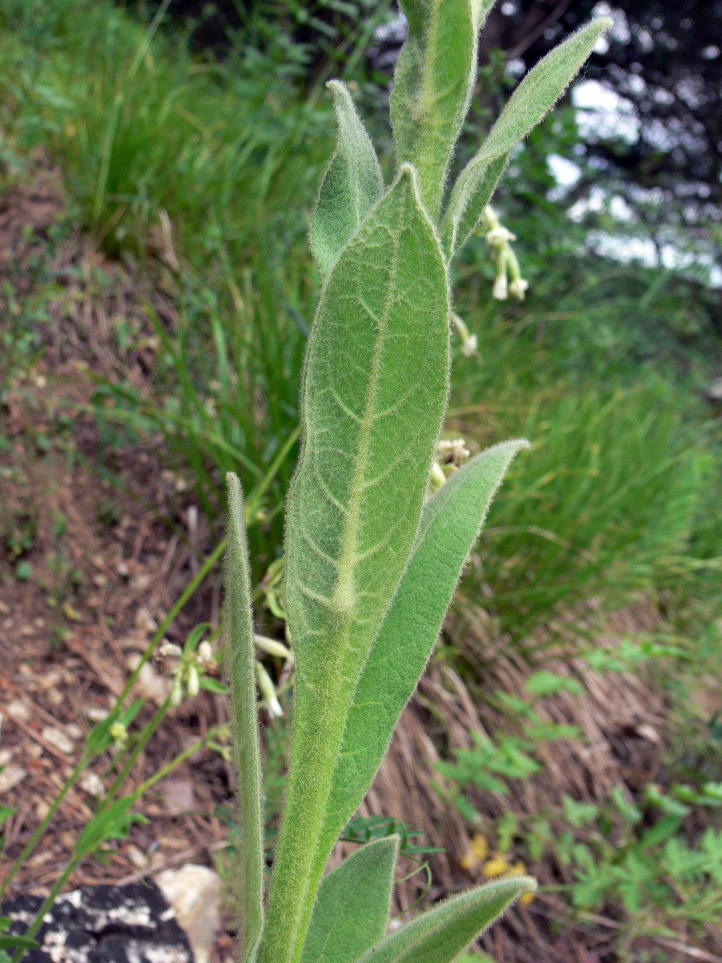 Изображение особи Verbascum thapsus.