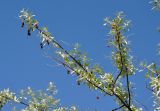 Elaeagnus angustifolia. Верхушка ветви с прошлогодними плодами. Армения, Эчмиадзинский монастырь, в культуре. 01.05.2013.