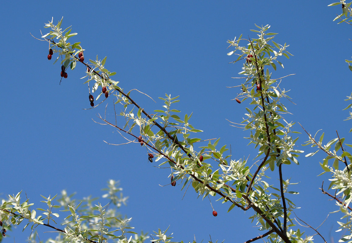 Image of Elaeagnus angustifolia specimen.