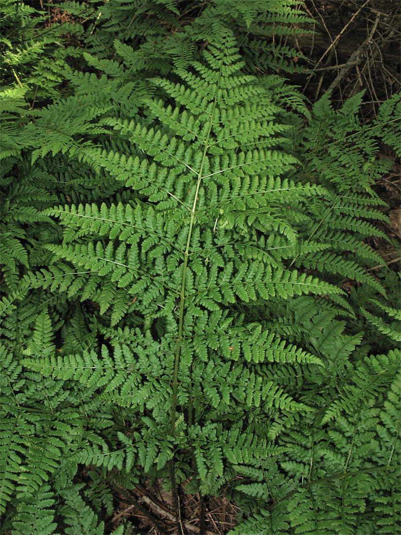 Image of Dryopteris dilatata specimen.