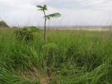 Chaerophyllum bulbosum