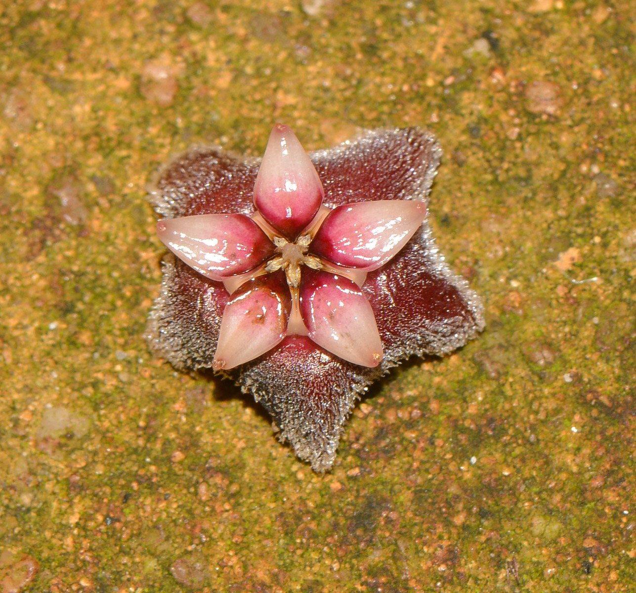 Image of Hoya carnosa specimen.