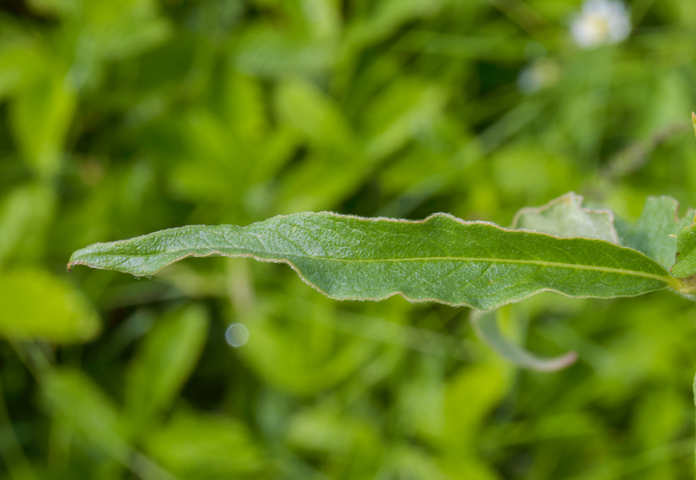 Изображение особи Aconogonon alpinum.