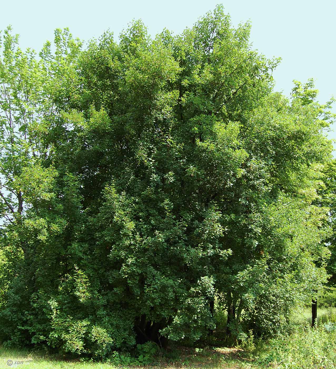 Image of Acer monspessulanum specimen.