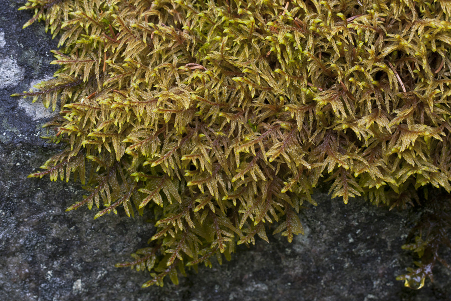 Image of Pleurozium schreberi specimen.