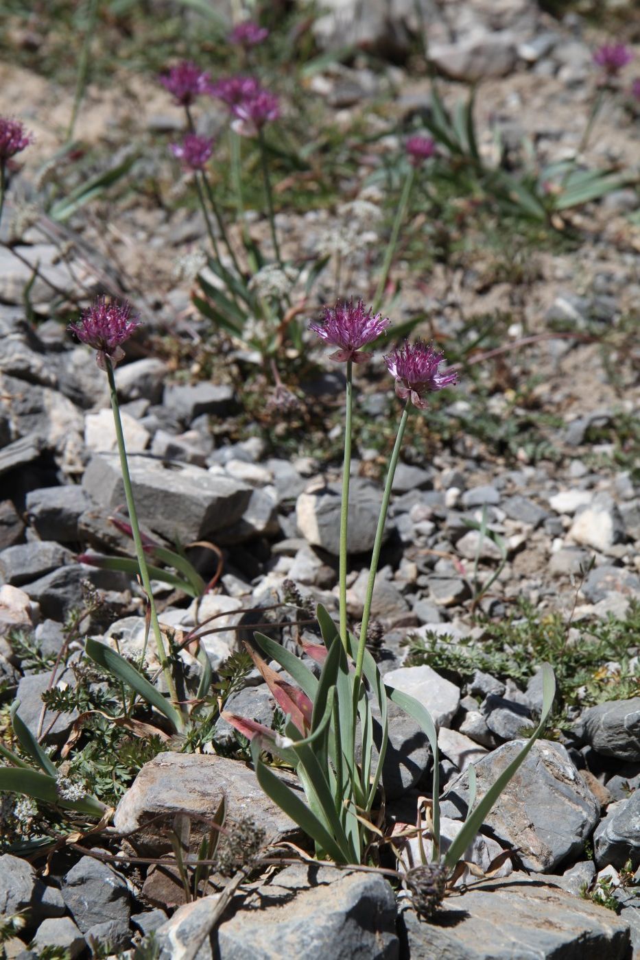 Image of Allium carolinianum specimen.