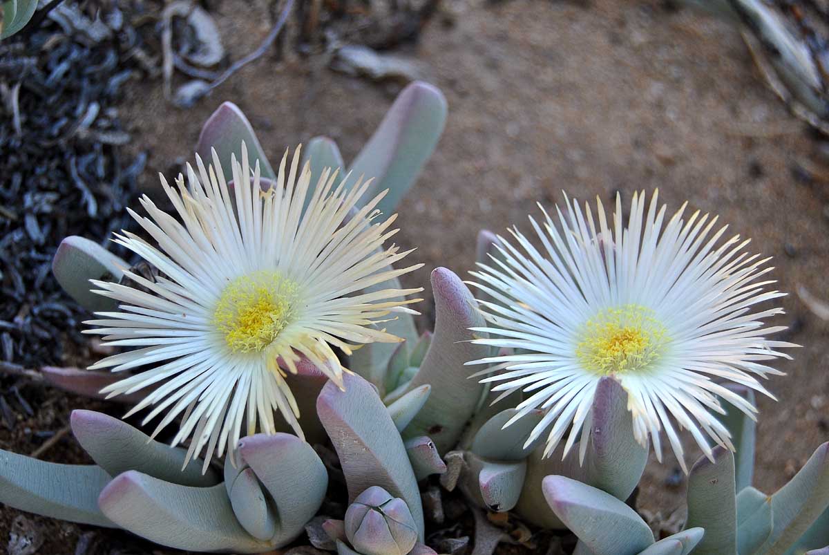 Изображение особи Cheiridopsis denticulata.