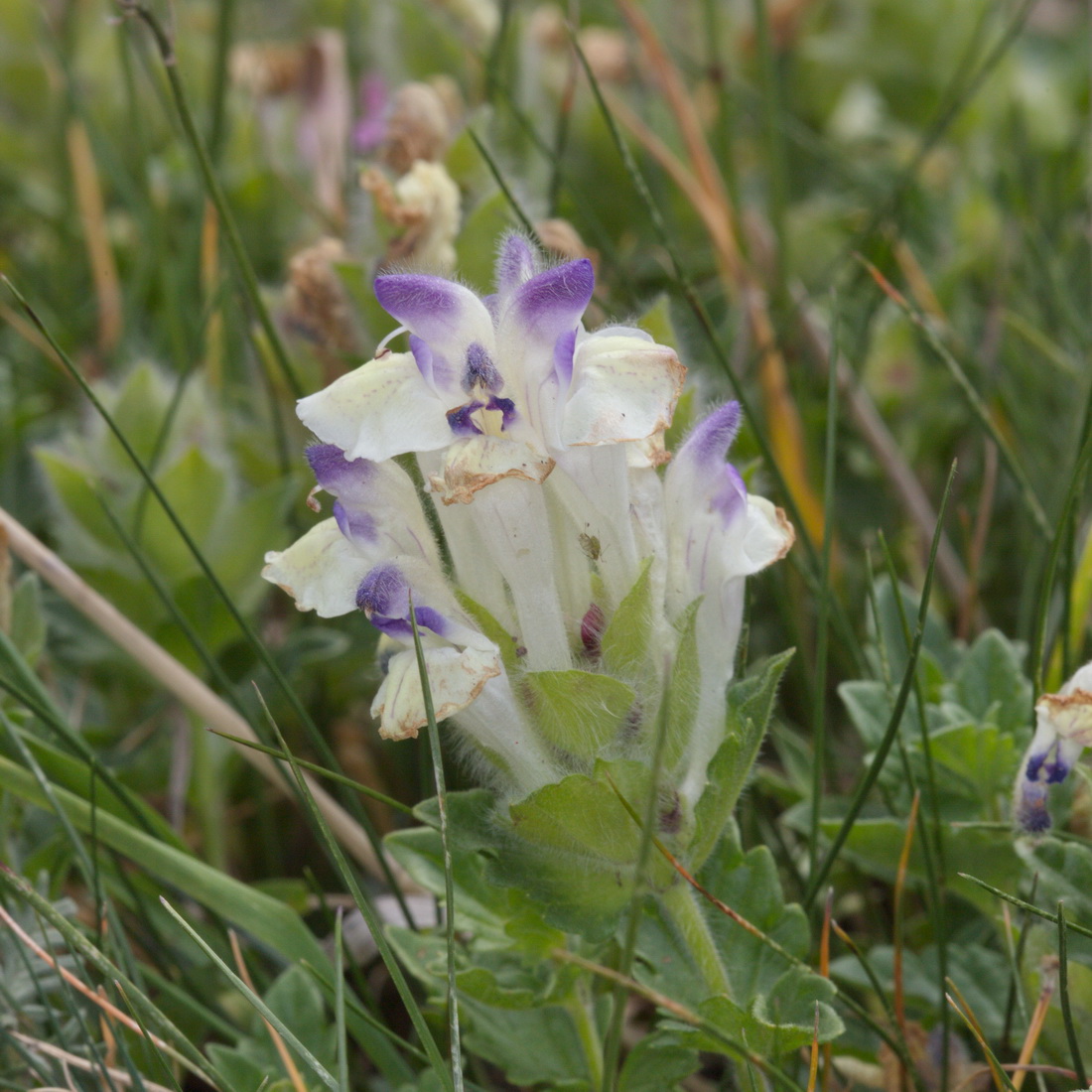 Image of Scutellaria oligodonta specimen.