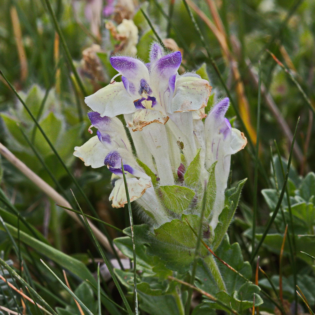 Image of Scutellaria oligodonta specimen.