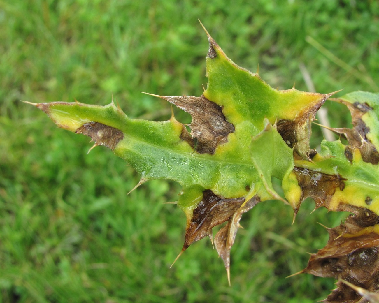 Image of Cirsium elbrusense specimen.