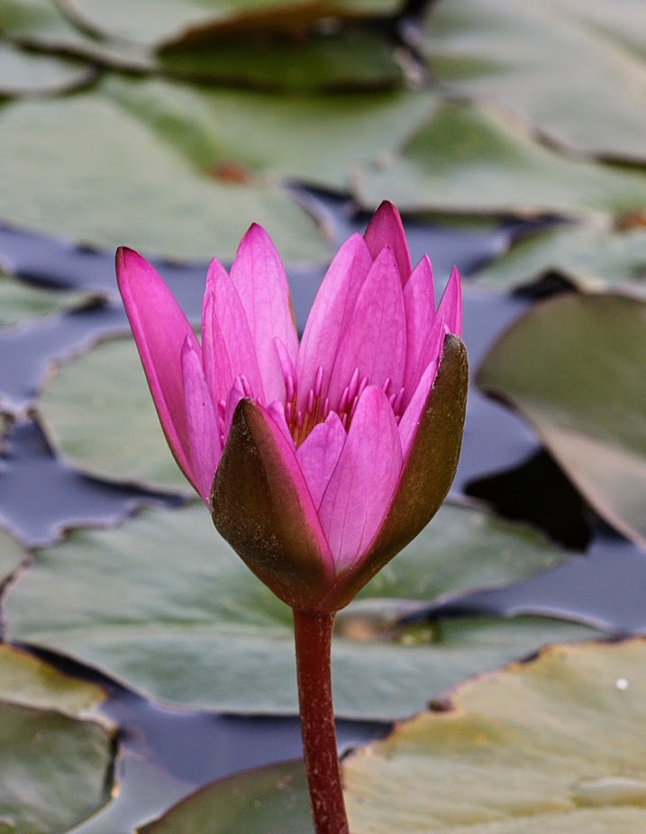 Изображение особи Nymphaea odorata.