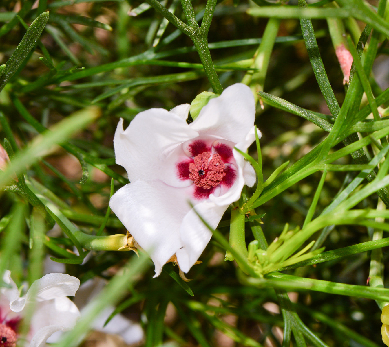 Изображение особи Alyogyne hakeifolia.