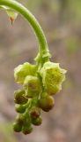 Ribes spicatum. Соцветие с бутонами и цветами. Чувашия, окр. г. Шумерля, берег р. Сура, ниже устья р. Мочалка. 21 апреля 2008 г.