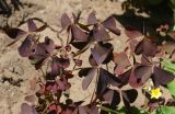 Oxalis stricta