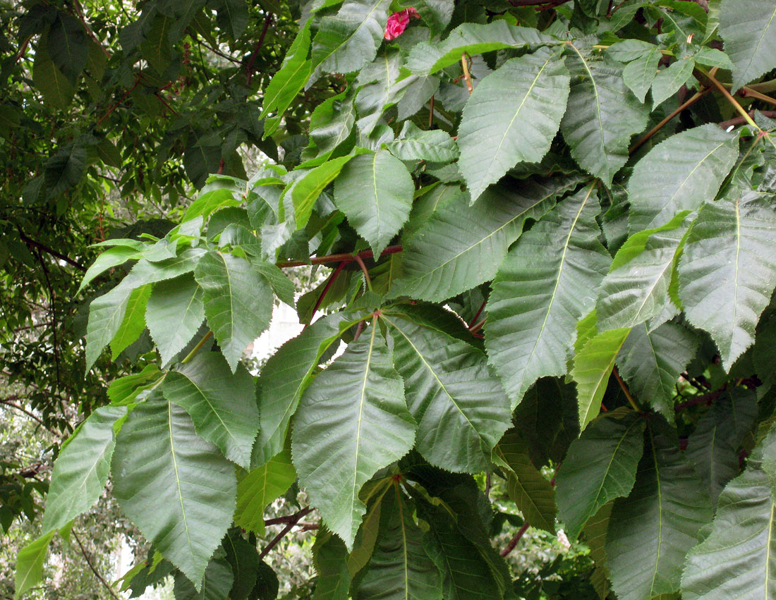 Image of Aesculus × carnea specimen.