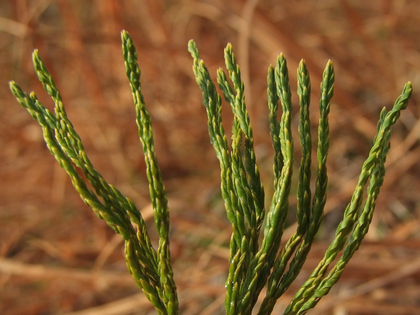 Image of Diphasiastrum alpinum specimen.