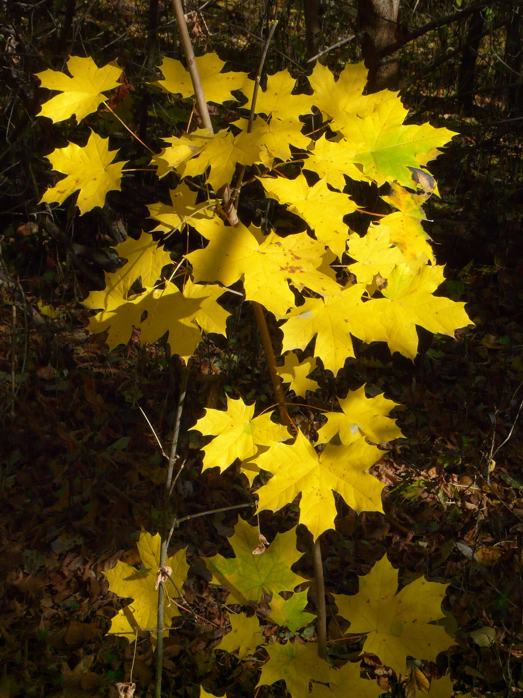 Image of Acer platanoides specimen.