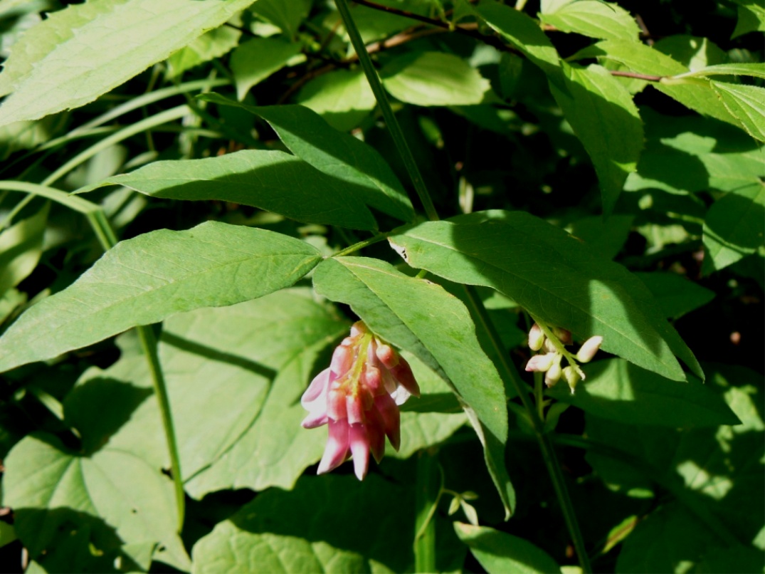 Image of Vicia ramuliflora specimen.