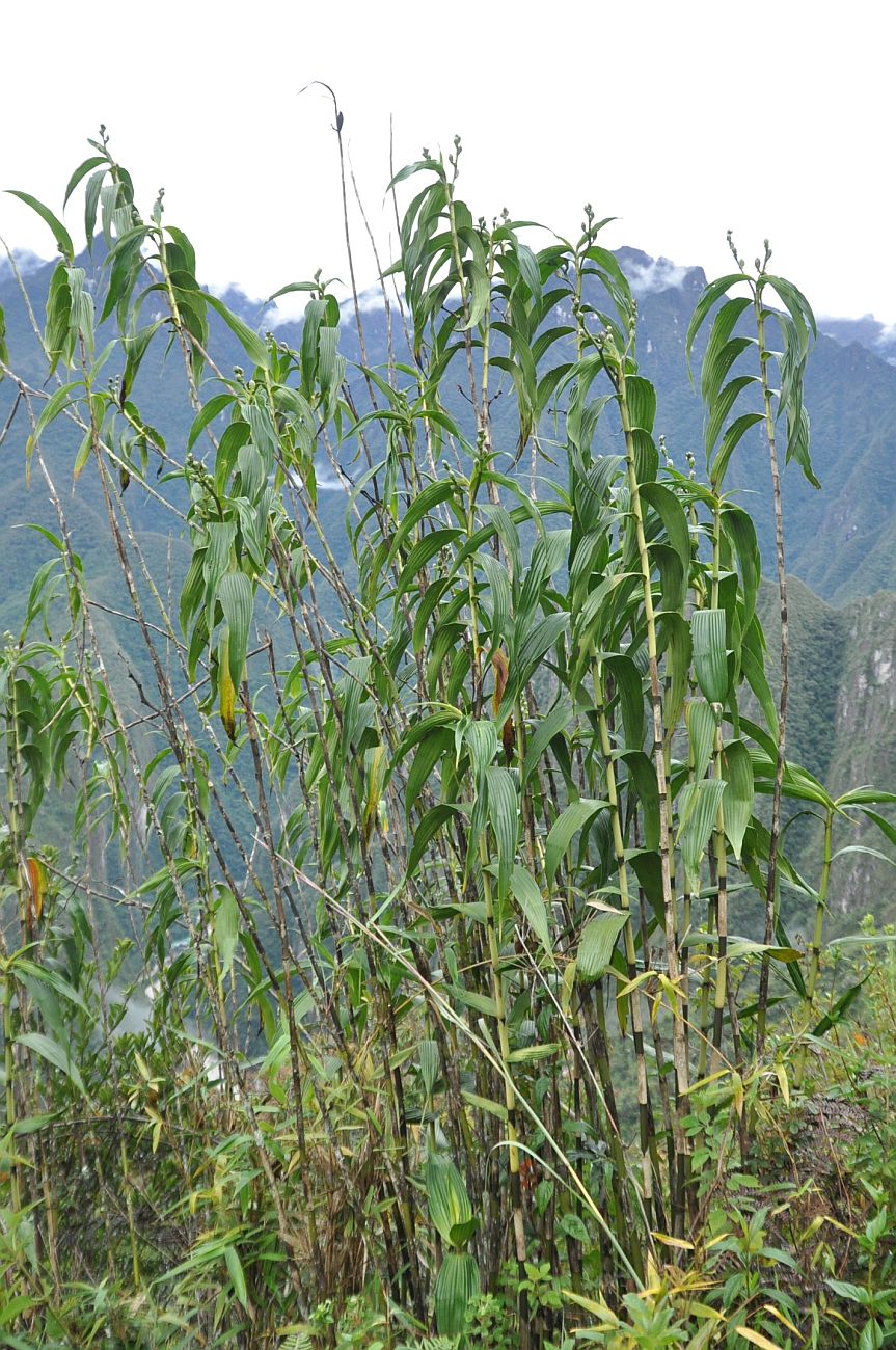 Image of Sobralia dichotoma specimen.