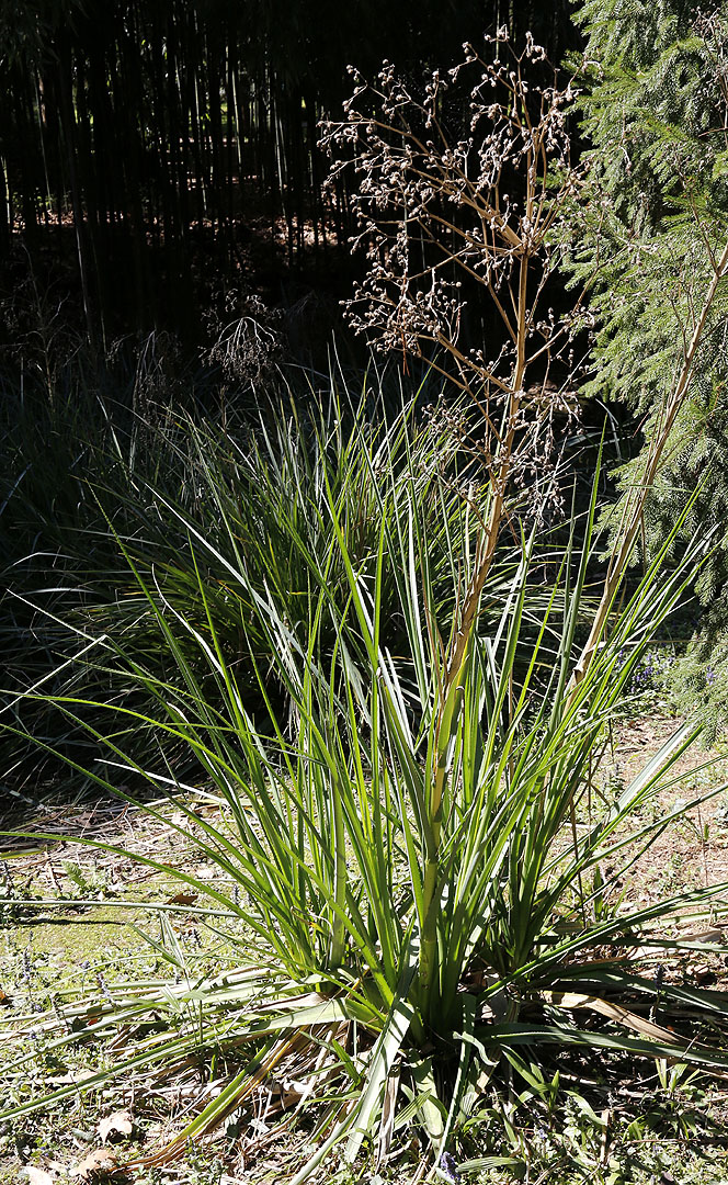 Image of genus Eryngium specimen.