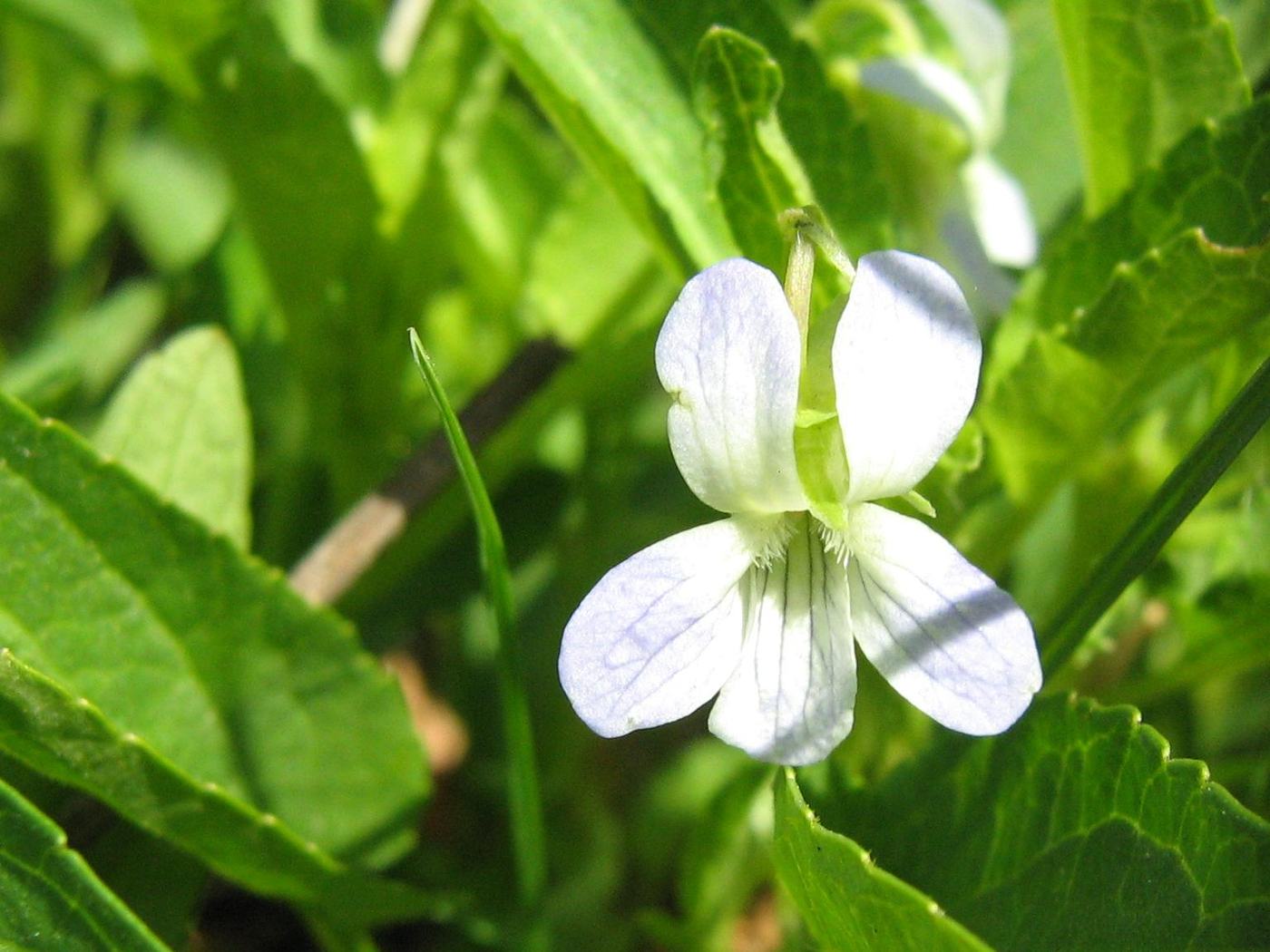 Image of Viola stagnina specimen.