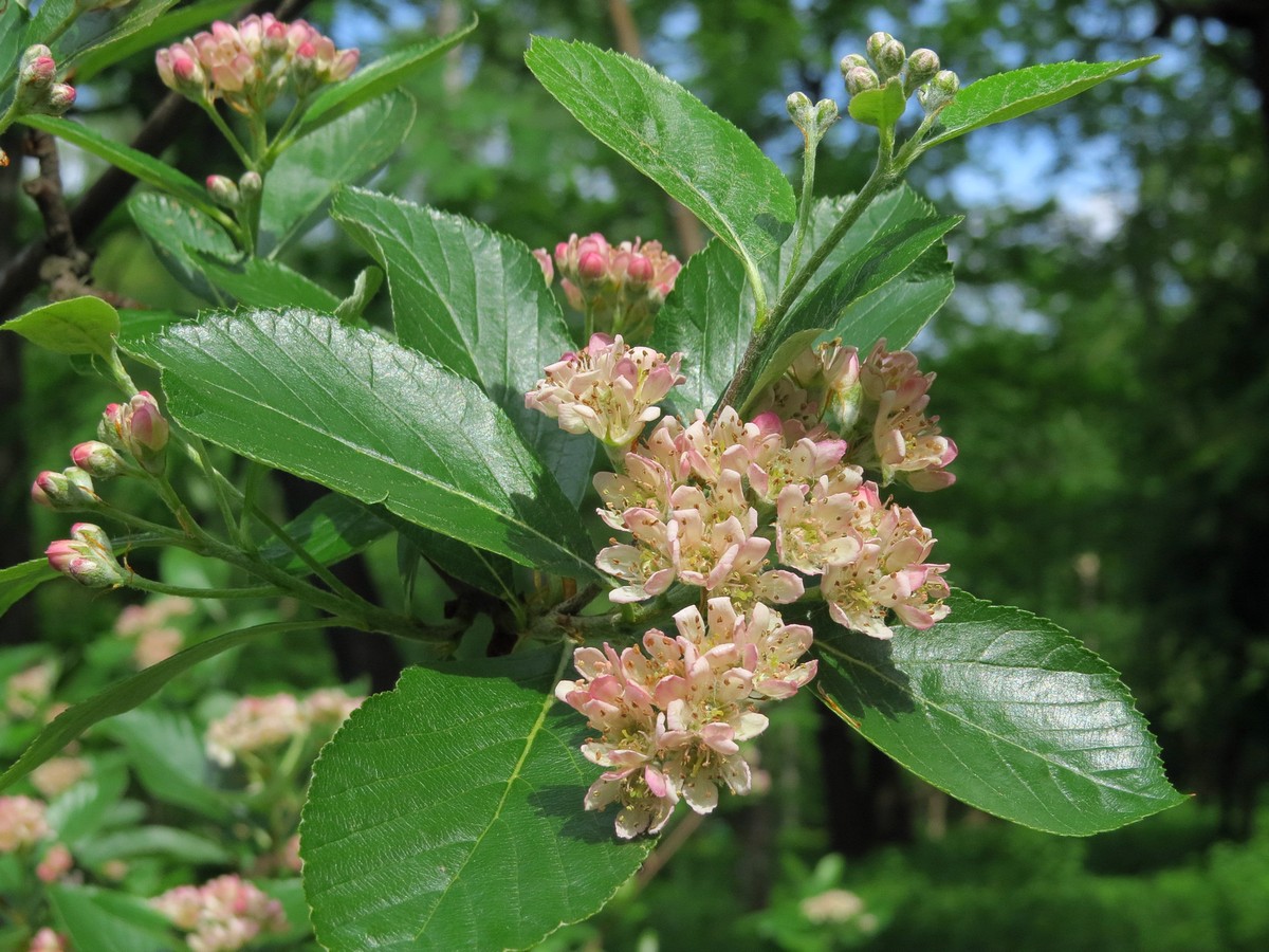 Image of Sorbus sudetica specimen.