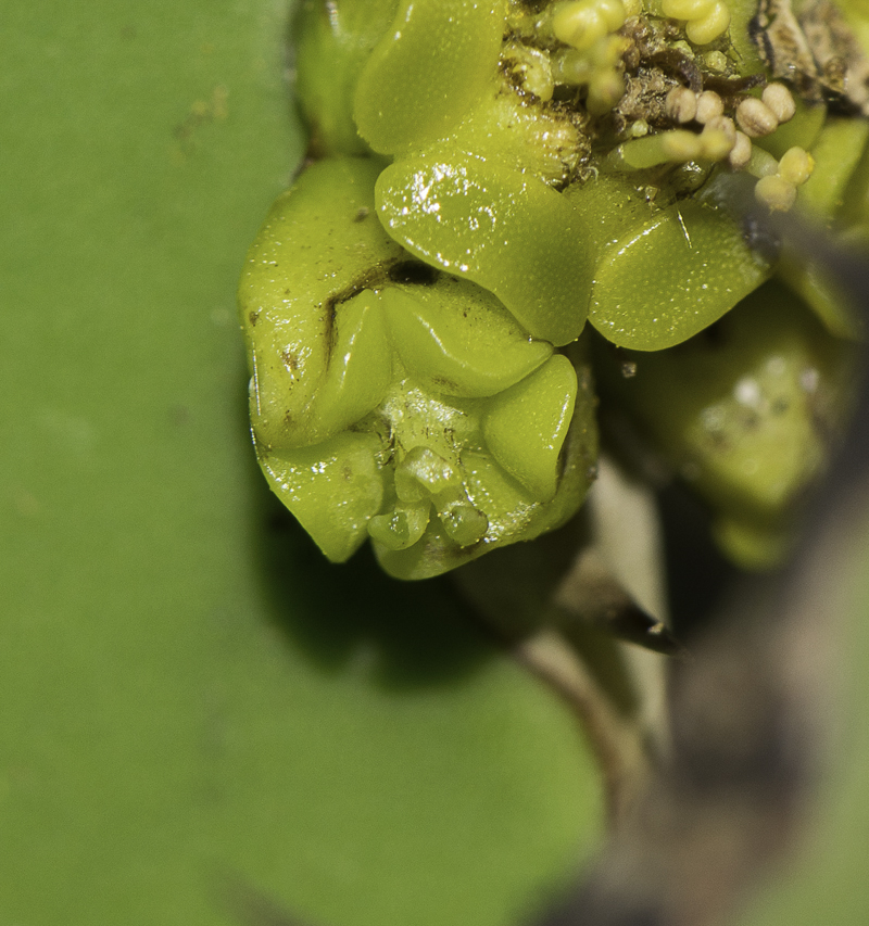 Image of Euphorbia cooperi specimen.